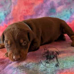 Male 3 - Green Collar - Red and rust male Doberman Pinscher puppy in Spencer, Indiana from Jackson's Dobermans