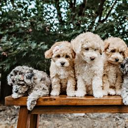 Goldendoodle Puppies from Emma Doodles