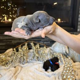 Silver boy - Blue male Italian Greyhound puppy in Duvall, Washington from Hunter_Moon Hounds