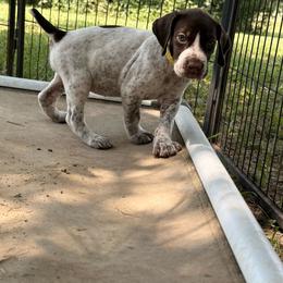 Focaccia (yellow) - Liver roan female German Shorthaired Pointer puppy in Marshfield, Missouri from Suma Kennels