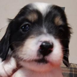 Arlo - Dachshund