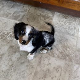 Blu - Dapple female Dachshund puppy in Wamego, Kansas from Doodles of Oz