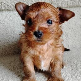 Gemma (Russian Salon Dog) - Red sable female Havanese puppy in Kinston, North Carolina from Court Jester Havanese and Prissy Diva Russian Salon Dogs