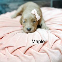 Maple - Red  female Goldendoodle puppy in Pasco, Washington from Camp Doodle Woods