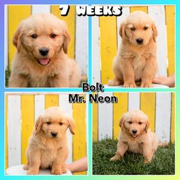 Golden Retriever Puppies from SK Golden Retrievers