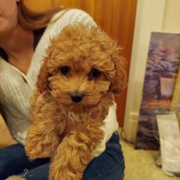 Poodle Puppies from Caboodles Of Poodles