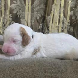 Boy 3 - Cream male Goldendoodle puppy in Austin, Texas from Doodles Fur Days