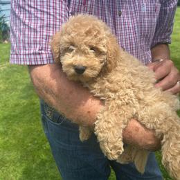 Miss Vanilla - Brown female Bernedoodle puppy in Cody, Wyoming from Yellowstone Breeders