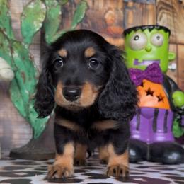 Scaredy Pants - Black and tan male Dachshund puppy in Floresville, Texas from Muddy River Dachshunds