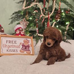 Cindy Lou - Red  female Poodle puppy in Statesboro, Georgia from Briar Creek Kennels