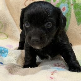 Ruffnut - Black female Dachshund puppy in Wesley Chapel, Florida from Russell Lee Overton