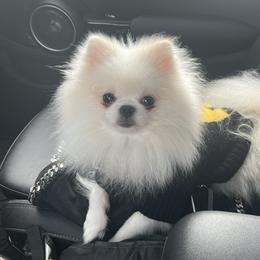 Druzy - Pomeranian