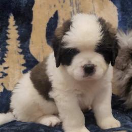 Saint Bernard Puppies from Split Rock Saints