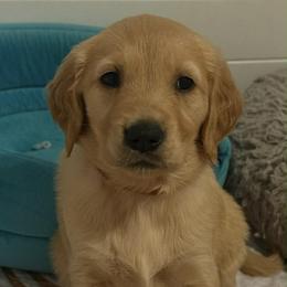 Pink - Golden female Golden Retriever puppy in Groveland, Florida from Daisy Lynn Goldens