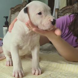 Tamar - White female Dogo Argentino puppy in Morgan Hill, Pennsylvania from De la Fuerza De Dios