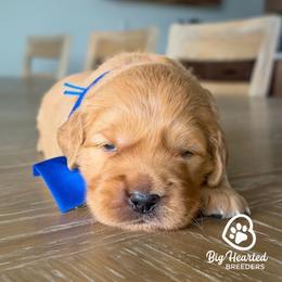 Hiccup - Cream male Goldendoodle puppy in Utah County, Utah from Big Hearted Breeders