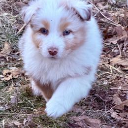 Tart - Red merle female Australian Shepherd puppy in Warsaw, Missouri from Siercks Ranch Aussies