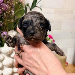 Girl 1 - Merle female Cavapoo puppy in Moses Lake, Washington from The Cav Family