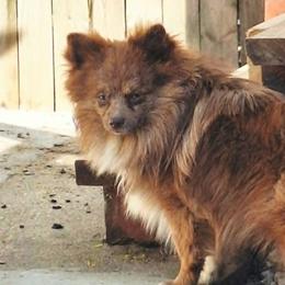 Cavalier King Charles Spaniels, Cavapoos, and Pomeranians from Walnut Grove Cavaliers