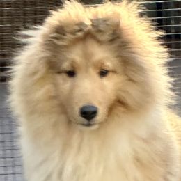 Shetland Sheepdogs from Pat's Shetland Sheepdogs