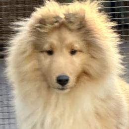 Shetland Sheepdogs from Pat's Shetland Sheepdogs