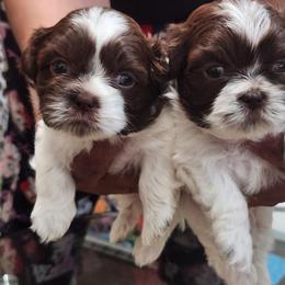 Shih Tzu Puppies from Kuddly Creatures