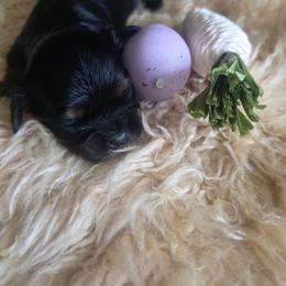 Coco - Black and tan female Cavalier King Charles Spaniel puppy in Springfield, Missouri from Caney Mountain Cavaliers LLC