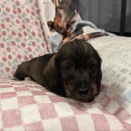 Frito - Wild boar male Dachshund puppy in Superior, Montana from Never Land Dachshunds of Montana