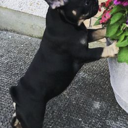 French Bulldogs from Tara Hill's French Bulldogs