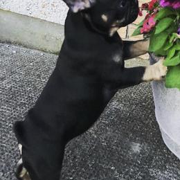 French Bulldogs from Tara Hill's French Bulldogs