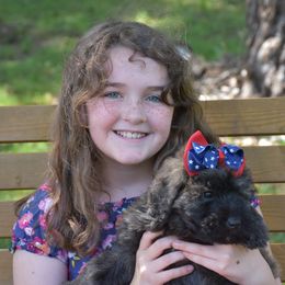 Girl 1 - female Bouvier des Flandres puppy in Marionville, Missouri from Sandbox Puppies