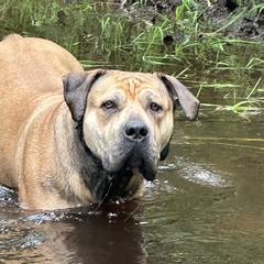 Boerboels and Cane Corso from Cross Canine