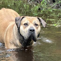Boerboels and Cane Corso from Cross Canine