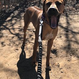 Rhodesian Ridgebacks from Tonia's Rhodesian Ridgebacks