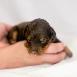 Homer - Red tri-color male Aussiedoodle puppy in Orleans, Indiana from Mae Blossom Puppies