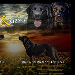 Labrador Retrievers from Blue Line Labradors