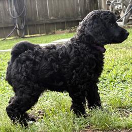 Fryderyk - Black male Poodle puppy in Hartselle, Alabama from Phare Poodles