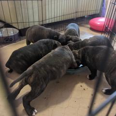 Staffordshire Bull Terrier Puppies from Sequoia Staffords
