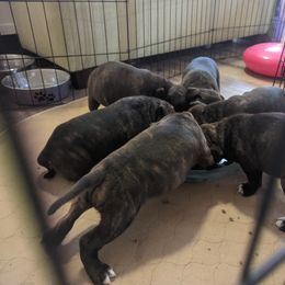 Staffordshire Bull Terrier Puppies from Sequoia Staffords