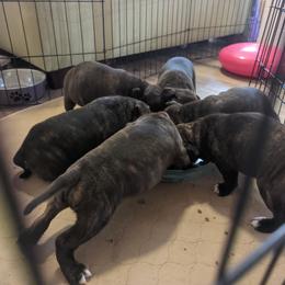 Staffordshire Bull Terrier Puppies from Sequoia Staffords