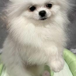Girl 3 - White female Pomeranian puppy in Temecula, California from Biewer Puppies USA