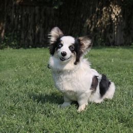 American Corgi puppies from Witch Creek Corgis