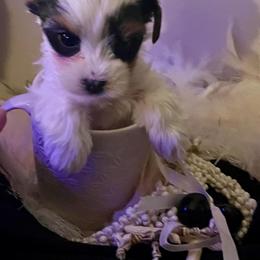 Dahlia - Yorkshire Terrier