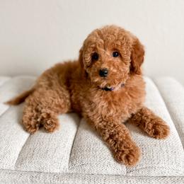 Honey - Apricot female Goldendoodle puppy in Billings, Montana from Montana Raised Doodles