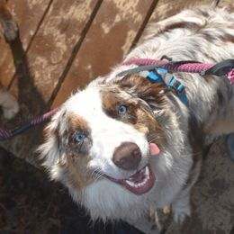 Sequoia - Australian Shepherd
