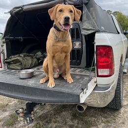 Labrador Retriever All Grown Up from Climbing Stone Labradors