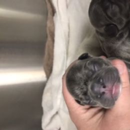 Boy 3 - French Bulldog puppy in Filer, Idaho from Antelope Springs Frenchies