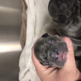 Boy 3 - French Bulldog puppy in Filer, Idaho from Antelope Springs Frenchies