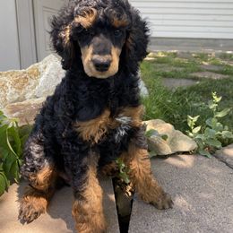 Poodle Puppies from First Class Poodles