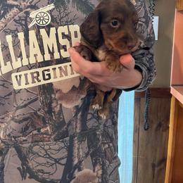 Ivy - Chocolate and tan female Dachshund puppy in Milroy, Pennsylvania from Not Your Average Weiner